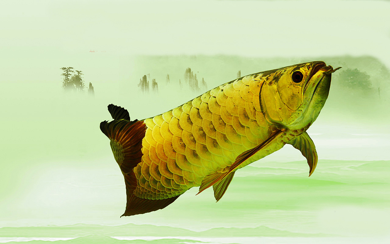 现代化观赏鱼养殖场外景，蓝色彩钢板建筑，大型养殖池设施，清澈水质，阳光充足，绿植环绕