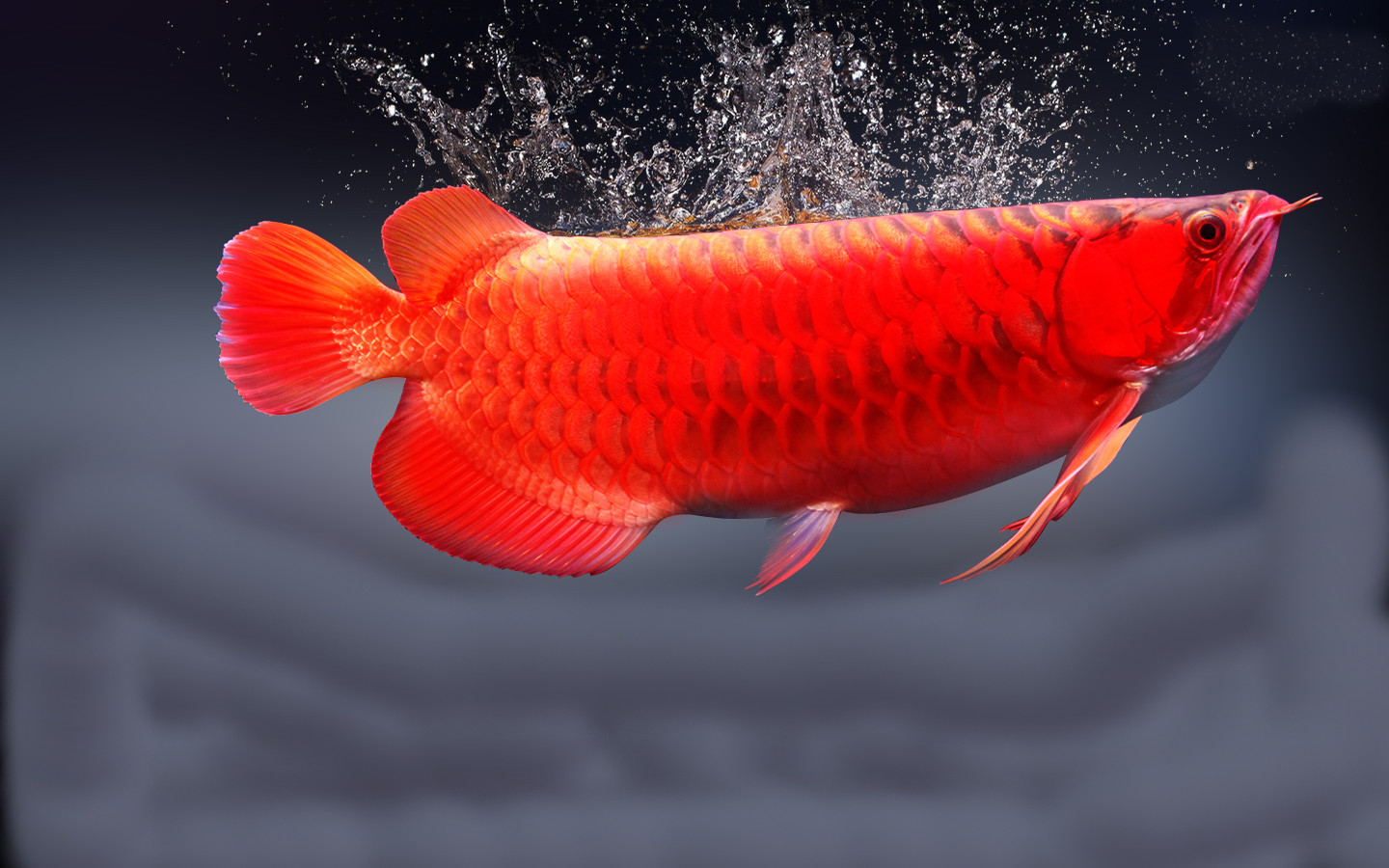 现代化观赏鱼养殖设施内部全景，多个大型养殖池整齐排列，水循环系统，专业照明设备，整洁有序的养殖环境